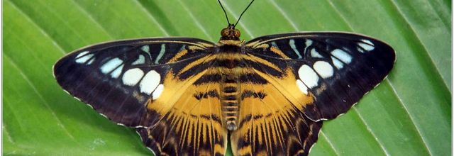 Clipper Brun (1) - Parthenos Sylvia