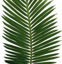 ѼVegetation