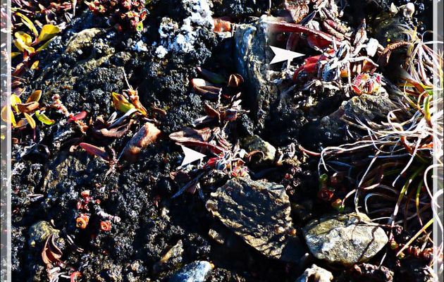 Araignées Lycoses ? - Dundas Harbour - Baffin Bay - Nunavut - Canada