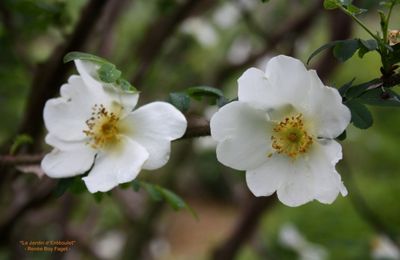 Rosa spinosissima