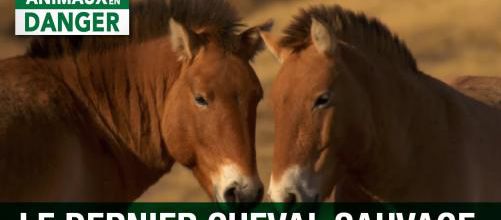 Peut-on sauver de nouveau le cheval de Przewalski ?