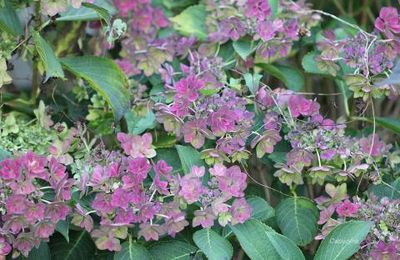 Mon jardin de Toussaint -2