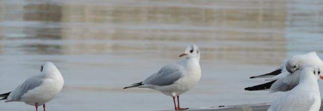 ma mouette du jour !
