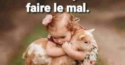 Bébé chèvre se prenant pour un chat