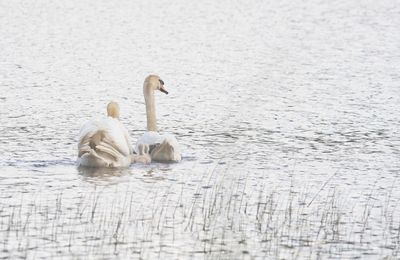 Petite famille