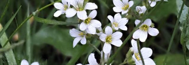 Saxifraga granulata  -  saxifrage granulé