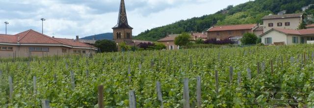 Montmelas St Sorlin côté vignes...