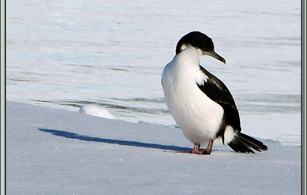 Cormoran impérial (Leucocarbo atriceps) - Wilhelmina Bay - Péninsule Antarctique