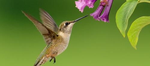 Le Colibri