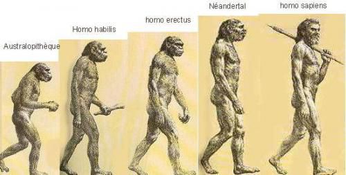 Evolution du cerveau de l'homme depuis la préhistoire.
