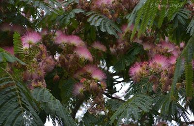  Square Barye - Paris 4e : L'Albizia, Arbre à soie ou Mimosa de Constantinople 
