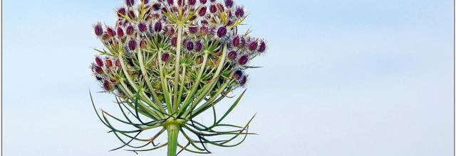 Carotte Sauvage (5) - Daucus carota