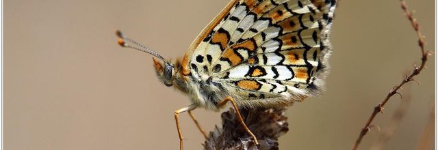 Mélitée du Plantain (1) - Melitaea cinxia