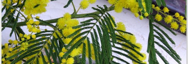 LE MIMOSA & fleurs du printemps 2025