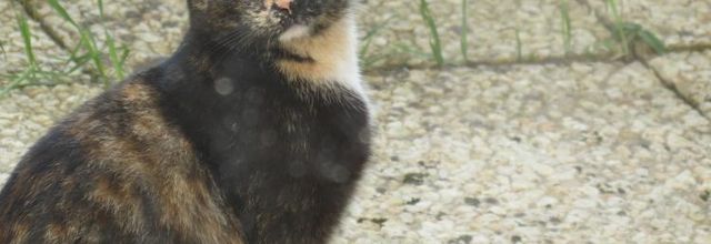 Dimanche c'est chat