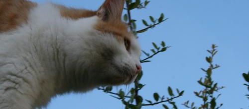 Journée de chat .