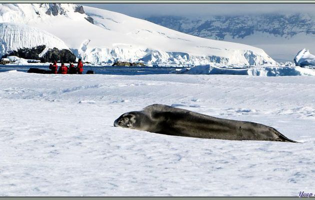 Phoque léopard ou léopard de mer (Hydrurga leptonyx) - Wilhelmina Bay - Péninsule Antarctique