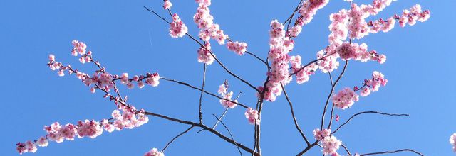 Youpi ! c'est le printemps !