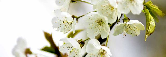 Blancheur printanière