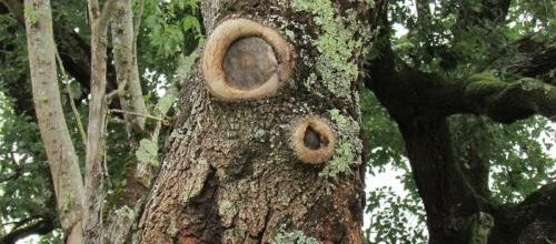 Gueule d'arbre (A & A et cie n° 125)