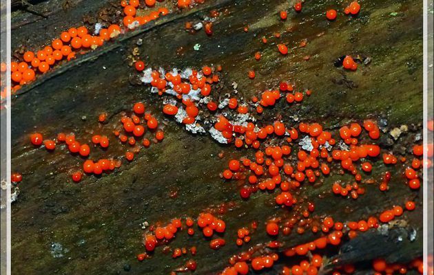 Micro champignons sur bois mort : Hémitrichie trompeuse ou Trichie décevante (Trichia decipiens) - Bagnères de Luchon - 31