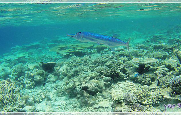 Poisson Aiguille crocodile ou Orphie, Hound needlefish (Tylosurus crocodilus) - Snorkeling à Athuruga - Atoll d'Ari - Maldives