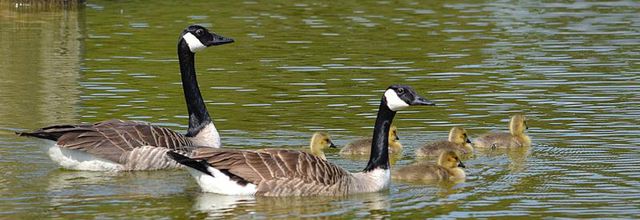 Parc Floral de Paris : Naissances de petites Bernaches du Canada ou "Outarde"