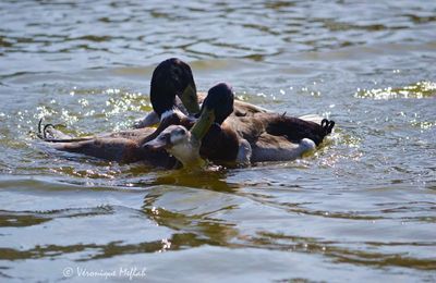 Parc Floral de Paris : L'amour chez les canards Colvert
