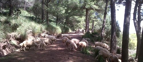 suite de la balade .. avec des moutons ! 