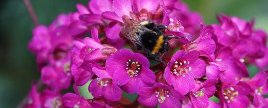 Bzz ! un bergenia !