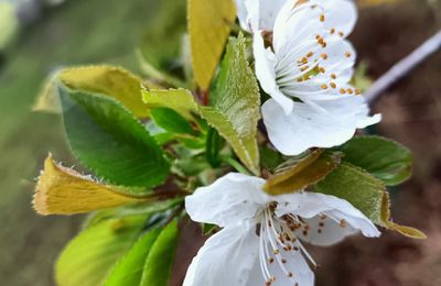 EB - Fleurs de pommier en mandala - avril 2023...