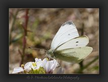 Piéride du chou (Pieris brassicae) - Pieridae