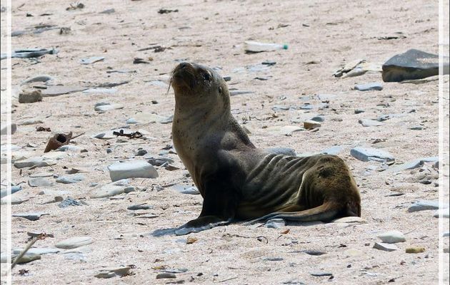 Jeune lion de mer - Playa Yumaque - Réserve de Paracas - Pisco - Pérou
