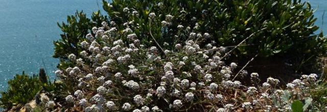 Lobularia maritima  -  lobulaire maritime