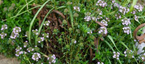 Thymus vulgaris