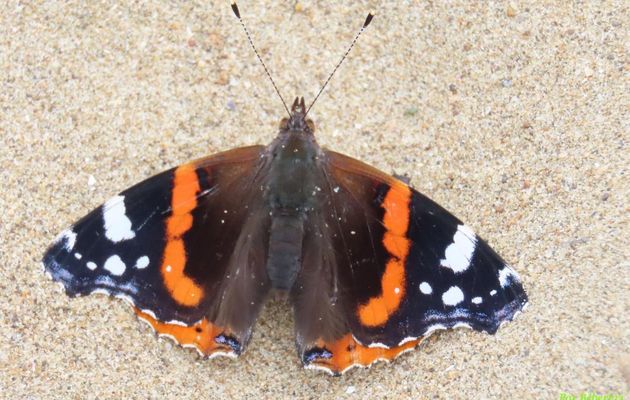 un papillon sur la plage