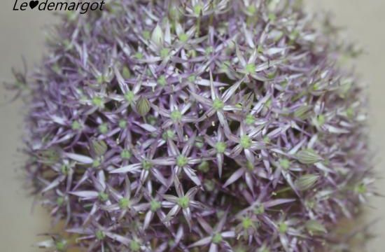 Un allium pour bouquet !