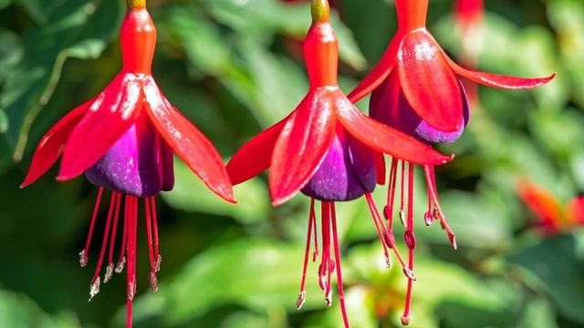 Fuchsia, la Fée Clochette