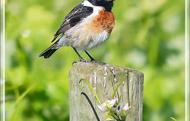 Tarier Pâtre mâle, European Stonechat ( Saxicola rubicola) - La Couarde-sur-Mer - Ile de Ré - 17