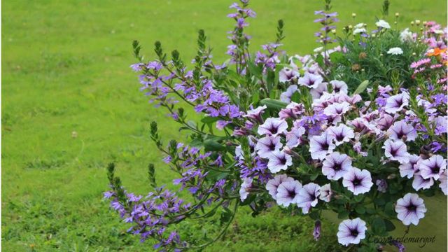 Petit bonheur au jardin