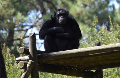 EB - Les chimpanzés du Zoo de La Teste -août 2024...