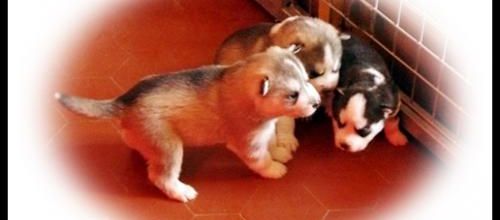 Premiers pas (22 février 2014)