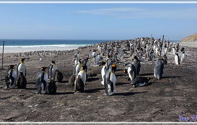 Manchotière de Manchots royaux, King penguin (Aptenodytes patagonicus) - The Neck (Le Cou) - Saunders Island - Falkland (Malvinas, Malouines) - Grande-Bretagne