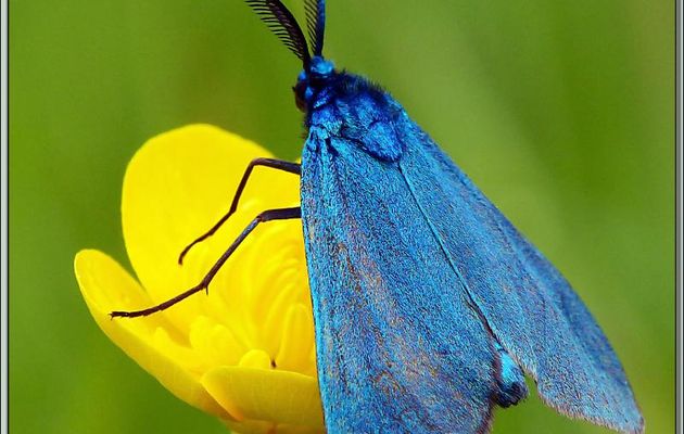 Papillon Zygène Turquoise mâle (Adscita sp.) - Lartigau - Milhas - 31
