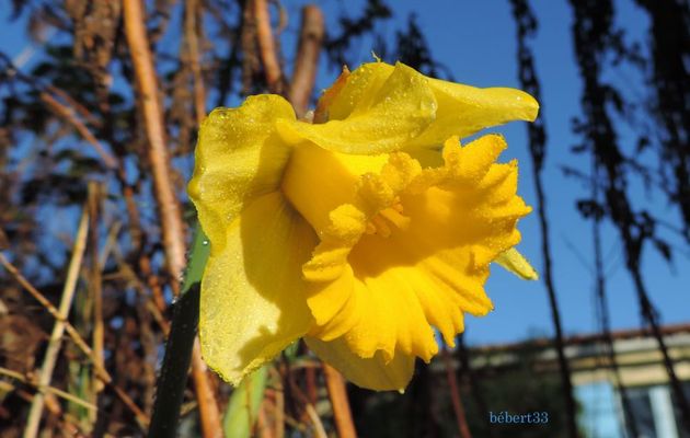 mes jonquilles sont en fleur mais ...