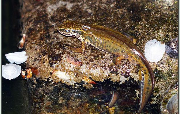 Triton palmé mâle (Lissotriton helveticus) - Lartigau - Milhas - 31