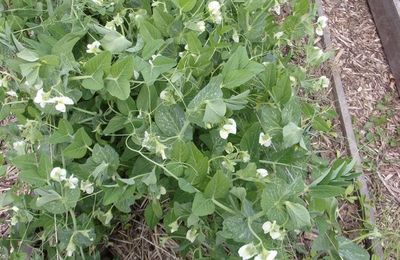 Régalons-nous ... avec les petits pois ...