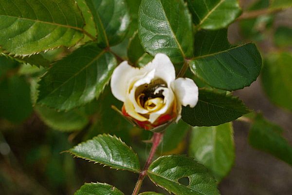 LA SECHERESSE ET MES ROSES