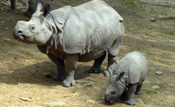 Les Rhinocéros