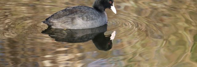 QUELQUES OISEAUX VUS AU TEICH